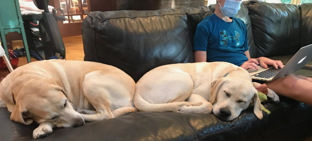Two of Janet's dogs asleep on the couch during a writing class