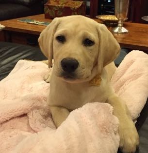 One of Janet's dogs as a puppy